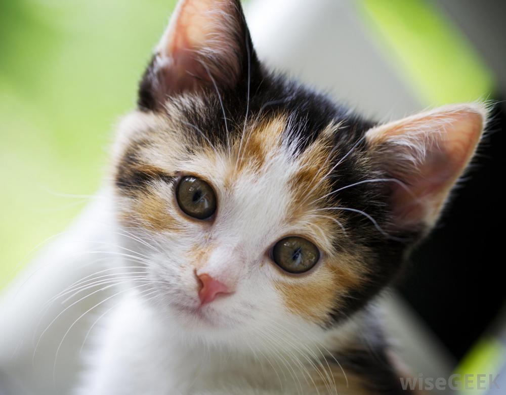 young-calico-cat[1].jpg